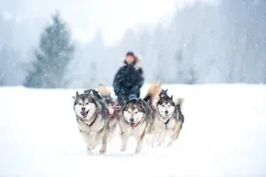 Dog sledding Slovenia