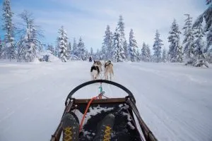 Winter dog sledding in Alps