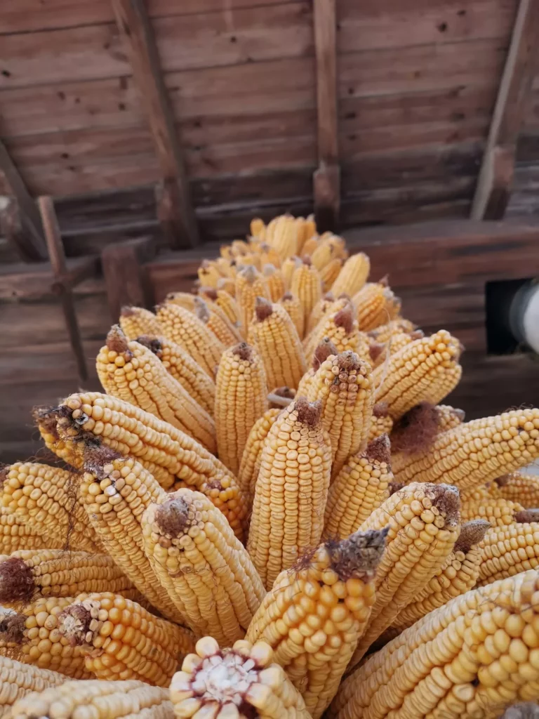 maíz farmlife2