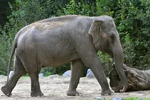 Elefante en el zoo de Liubliana
